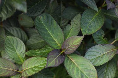 Bahçedeki bir bitkinin yeşil yaprakları