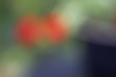 Renkli çiçeklerin bulanık arkaplanı