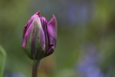 Güzel botanik fotoğrafı, doğal duvar kağıdı.