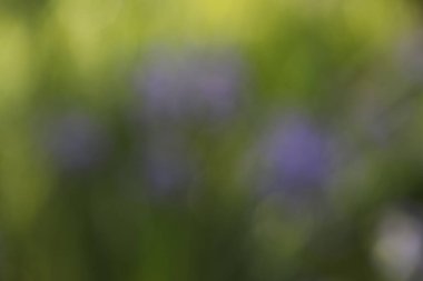 Soyut bulanık arkaplan ve bahçede çiçekler