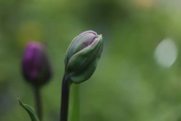 Stock image beautiful tulips in the garden