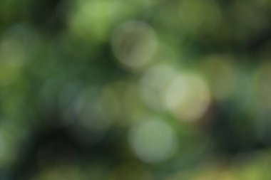 Bulanık yeşil arka plan, yeşil yapraklar