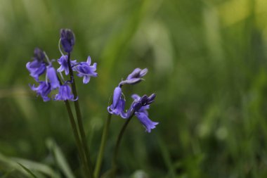 BlueBell (Valinula), Bubu familyasından bir çiçekli bitki cinsidir.