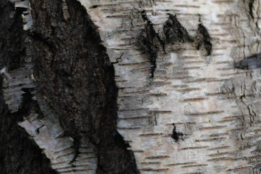 huş ağacının kabuğu