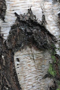 Çam ağacının kabuğuyla ağaç gövdesinin yakın çekimi.
