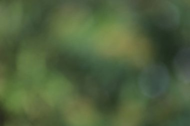 Doğal yeşil yaprakların bulanık arkaplanı..