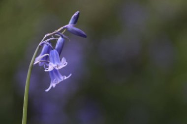 Baharda BlueBell çiçekleri