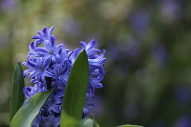Bahçedeki güzel çiçekler