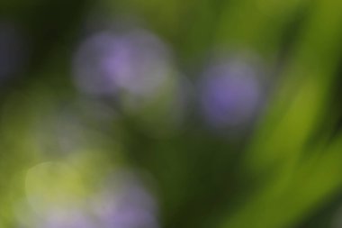 Mor çiçeğin soyut arkaplanı, bulanık