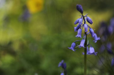 Bahçede büyüyen güzel çiçekler