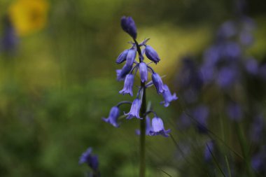 Ormanda güzel çiçekler