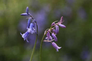 Bahçedeki mavi çiçekler