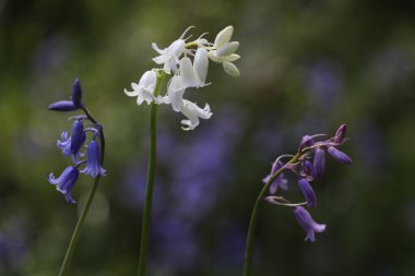 Baharda bir ormanın arka planında mavi çiçekler.