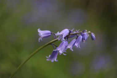 Bahçedeki mavi çiçekler