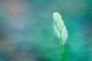 Güzel botanik fotoğrafı, doğal duvar kağıdı.