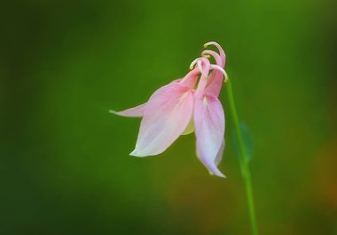 Bahçedeki güzel çiçekler