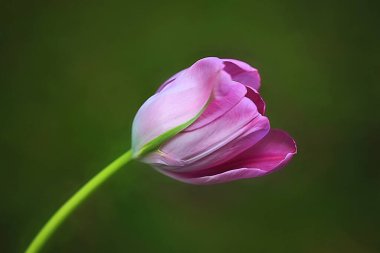 Yeşil arka planda güzel pembe lale