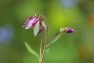 Bahçedeki güzel pembe çiçekler