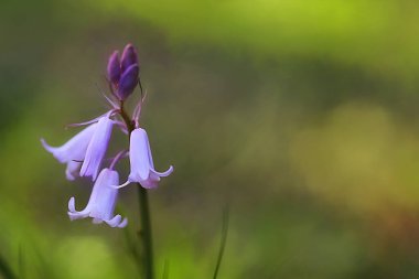 doğada mor çiçekler