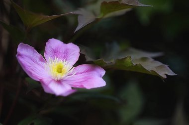 Bahçedeki güzel çiçekler