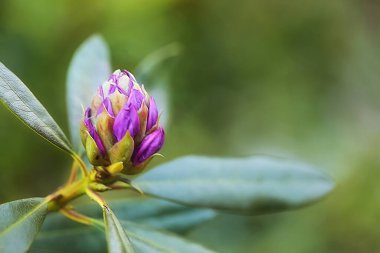 Bahçedeki bir çiçeğe yaklaş