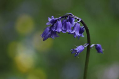 Bulanık bir arkaplanda güzel bir mavi çiçeğin seçici odağı