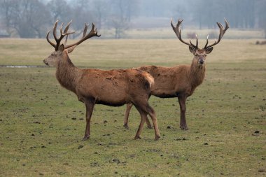 kırmızı geyik, elelelus cervus elaphus, çayırda duruyor