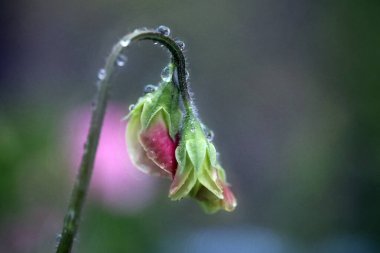 Güzel botanik fotoğrafı, doğal duvar kağıdı.