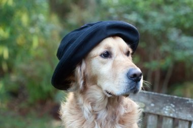 Parkta köpek portresi