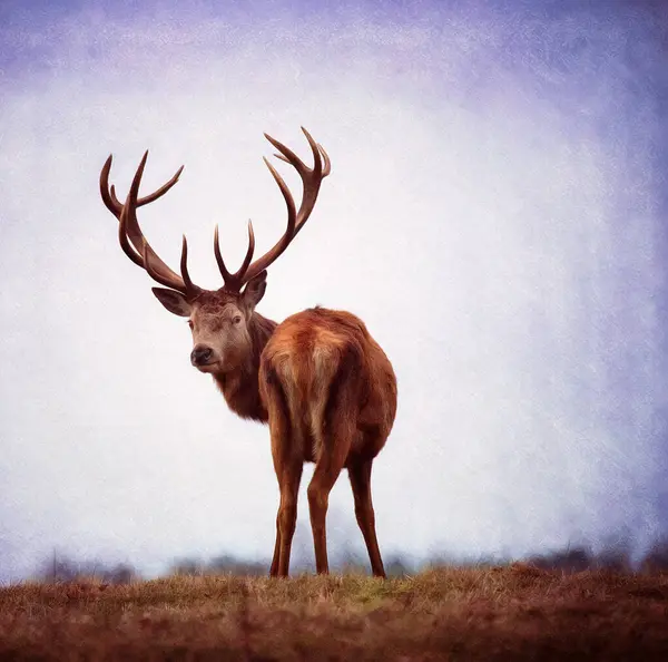 Sonbahar sezonunda kızıl geyik.