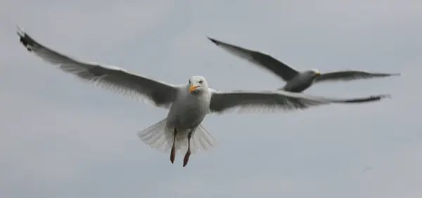 Deniz kıyısındaki martılar