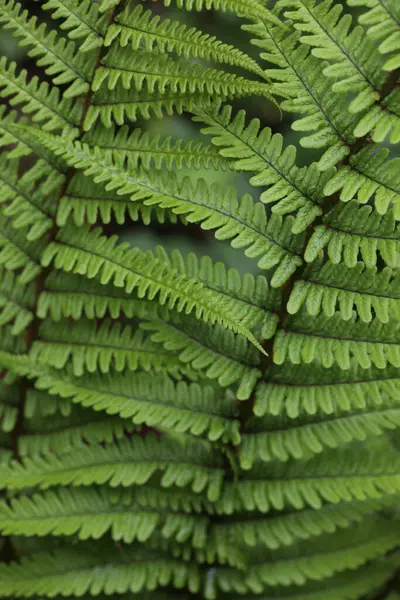 stock image fern in the forest, natural background