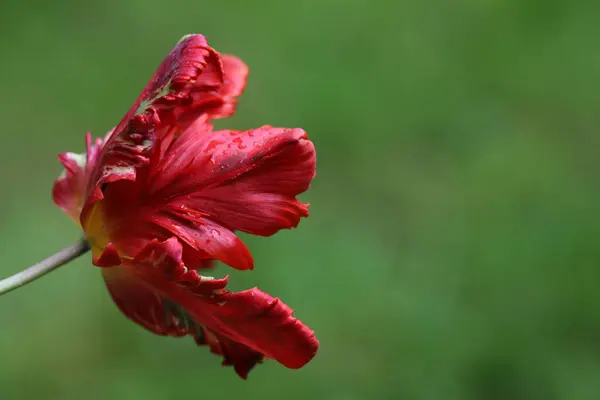 Vacker Röd Blomma Trädgården Stockfoto