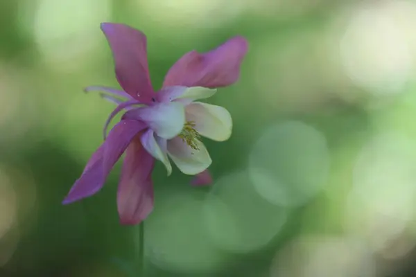 Närbild Vackra Rosa Blommor Trädgården Royaltyfria Stockfoton