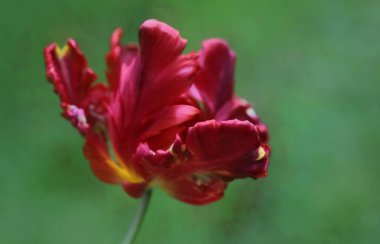 yeşil zemin üzerine kırmızı lale