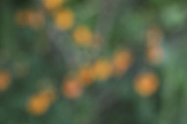 Ormandaki sonbahar yapraklarının bulanık arkaplanı.