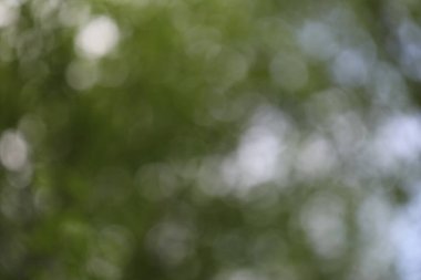 Bulanık yeşil doğa arka planı. Soyut doğa geçmişi. bokeh.
