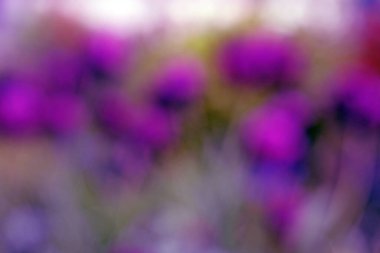 Mor tonda bulanık çiçek arkaplanı