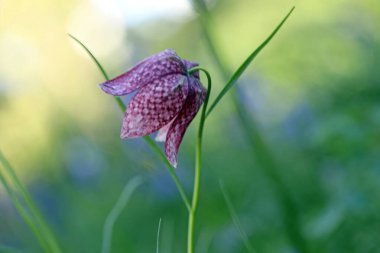 Güzel orkide çiçeği, flora