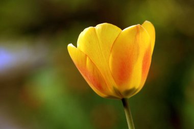 Bahçedeki sarı lale