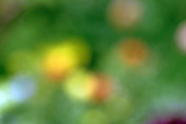 Yaz bahçesinde bulanık yeşil yapraklar.