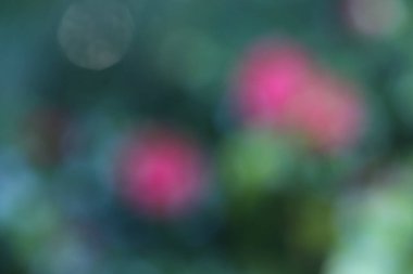 çiçekli arka plan bulanık