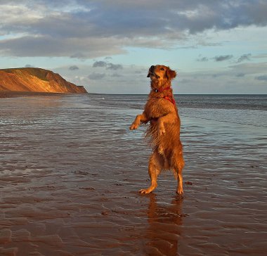 plajda çalışan köpek