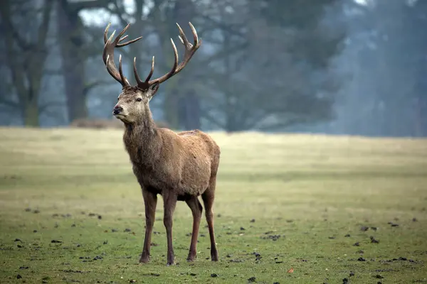 Ormanda kırmızı geyik (cervus elaphus).