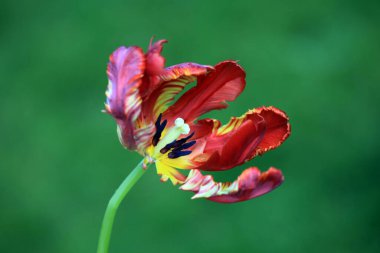 Bahçede yetişen güzel kırmızı lale çiçekleri