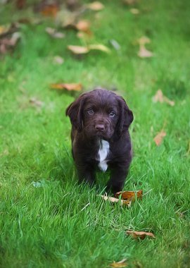 Bahçedeki sevimli bir köpeğin portresi.