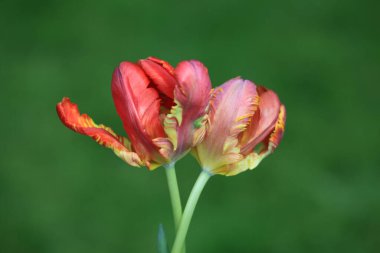 Bahçedeki kırmızı laleler