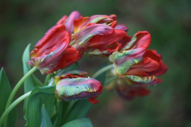 Bahçedeki kırmızı laleler