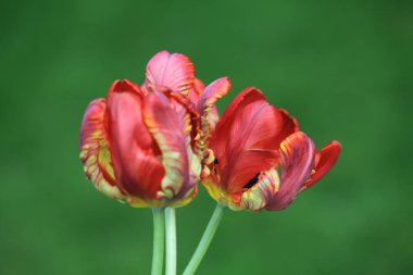 kırmızı lale çiçek bahar