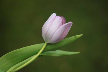 Bahçedeki güzel pembe lale